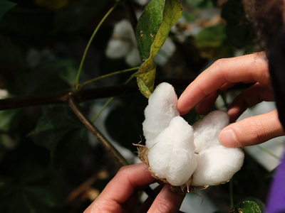 Cotton growing on a plant